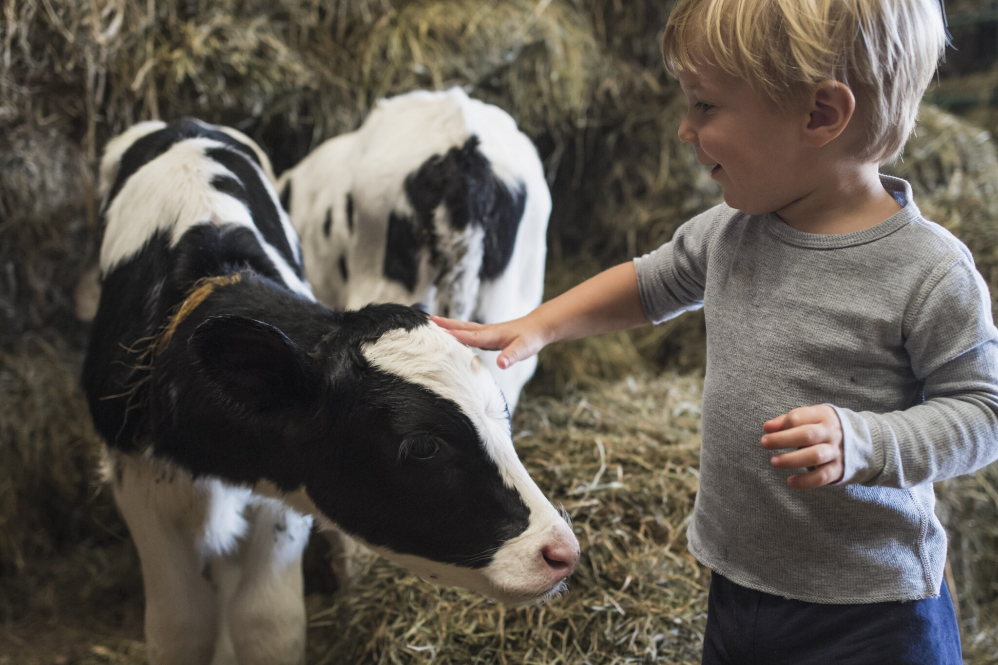 Petting boys. 5 Cow 1 boy.